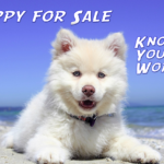 puppy huskies for sale under 100 dollars know your worth story