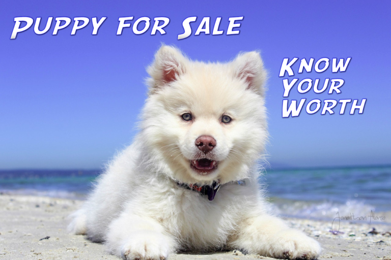 puppy huskies for sale under 100 dollars know your worth story